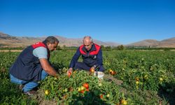 Doğanşehir’in Tarımsal Çeşitliliği Çilek ve Domatesle Canlanıyor
