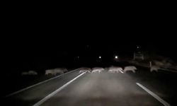 Adıyaman yolunda domuz kabusu!