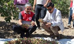 Adıyaman’da Antep Fıstık hasadı başladı