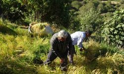 Batman’da asırlardır orakla pirinç hasadı yapılıyor