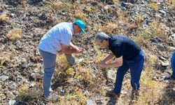 Elazığ’da maden çayı tohumu toplama çalışması