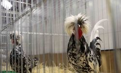 Elazığ’da Süs Tavukları Yarıştı: Bölge Şampiyonları Belli Oldu