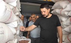 Fıstıkta rekolte düştü