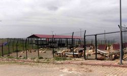 Türkiye’ye örnek model: Siirt’ten sokak hayvanları sorununa kalıcı çözüm