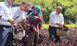 Arapgir’de Mor Reyhan Hasadı Başladı! Mis Kokulu Şenlikte Güreş Heyecanı