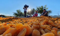 Malatya’nın 1000 Yıllık Sırrı: "Cennet Meyvesi" Kayısı Şehre Nasıl Geldi?