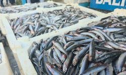 Hamsinin kilosu 35 olunca kuyruk da uzadı