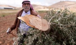 Filistin topraklarını gasbeden İsrailliler, Batı Şeria'da Filistinlilere ait 150 zeytin ağacını kesti