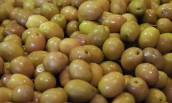 Sofralık zeytin ihracatında rekor kırıldı