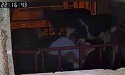 Adıyaman'da buzağıyı kucaklayarak çaldılar