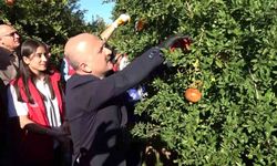 Adıyaman’dan 9 Ülkeye İhracat: Nar Hasadı Başladı!