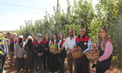 Don Vurdu, Verim Düştü: Elazığ’da Elma Hasadı Yapıldı