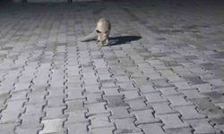 Elazığ'da aç tilki korucu kulübesine geldi, karnını doyurup gitti