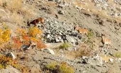 Elazığ’da dağ keçileri sürü halinde görüntülendi