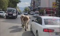 Elazığ’da Trafikte İnek Yoğunluğu! Sürücüler Ne Yapacağını Şaşırdı