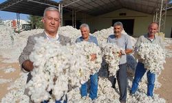 Makinalı pamuk hasadı buruk başladı