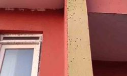Siirt’te bazı evlerin duvarları sineklerle kaplandı