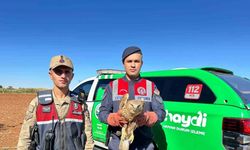 Yaralı Kızıl Şahin koruma altına alındı