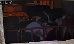 Adıyaman'da buzağıyı kucaklayarak çalan şahıs yakalandı