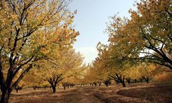 Kayısı ağaçlarında doğru bakım, verimi artırıyor