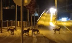 Sürü halinde dolaşan sokak köpekleri vatandaşı rahatsız ediyor
