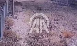 Şanlıurfa'da çizgili sırtlan güvenlik kamerasınca görüntülendi