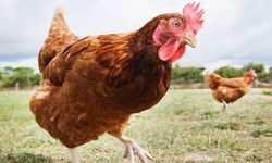 Tavuklar, ağustosta yumurtaya değil ete çalıştı!