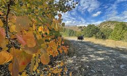 Tunceli, bu mevsimde şaşırttı!