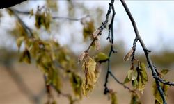 Kayısı ’da Kritik Dönem: Hangi Kayısı Çeşidi Dona Daha Dayanıklı?