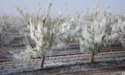 Malatya'da Zirai Don Ödemeleri Bu Hafta Başlıyor