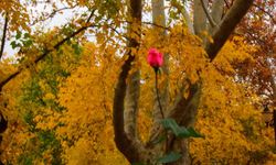 Güz vaktinin diyarı: Arapgir