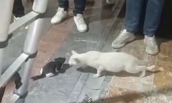 Yavru kedilerin imdadına itfaiye yetişti