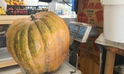 Yüzde 100 organik, kilosu 15 TL’den şifa saçıyor!