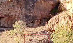 Malatya’da sürü halinde görüldüler