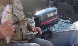 Aç kediye balık sürprizi