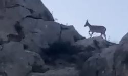 Malatya’da yaban keçileri görüntülendi