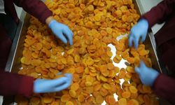 Malatya Kayısısı Krizi Fırsata mı Çevirdi? İhracatta Yeni Hedef Açıklandı