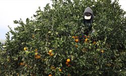 Damakta Farklı Tat Bırakan Bu Portakala Talep Yoğun