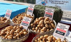 Darende'de 'Yerli Patates Tohum Şenliği' düzenlendi