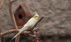 DKMP Genel Müdürlüğünden petshoplarda yaban hayvanı satışı için ruhsat şartı