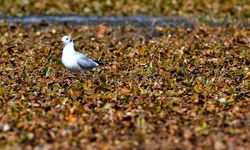 Kars'ta göçmen kuşların konakladığı Asboğa Gölü'nde su 60 metre çekildi