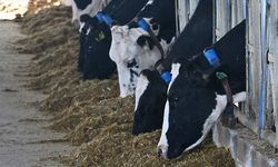 Mütevazı çiftliğini devlet destekleriyle modern süt üretim tesisine dönüştürdü