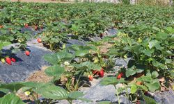 Organik tarım üretimi 1,3 milyon tonu aştı