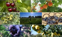 Türkiye tarımda 7 üründe dünya lideri oldu, 22 üründe ilk üçte yer aldı