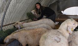 Yazıhan’da Genç Kadın Besici 3 Yılda Sürüsünü 37’den 250’ye Çıkardı