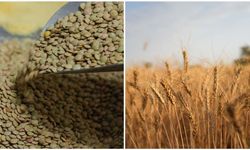 Yeşil mercimek ve yulaf ithalatında gümrük vergileri düşürüldü