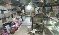 Adıyaman'da camı kırıp 9 papağan çaldılar