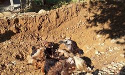 Batman’da kurt dehşeti: 10 küçükbaş telef oldu, 10’u yaralandı