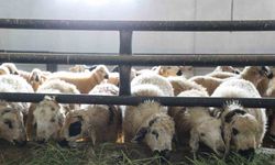 Devletten aldığı destekle küçükbaş hayvan çiftliği açtı