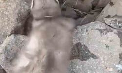 Diyarbakır’da Taşlık Bölgede Bitkin Gelincik! Prof. Dr. Kılıç’tan ‘Temas Etmeyin’ Uyarısı